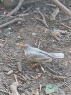 Merels, Dieren en Toebehoren