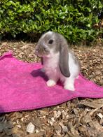 Groepje voedsters, Animaux & Accessoires, Lapins, Femelle, Taille moyenne, Oreilles tombantes