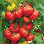 5 zaden tomaat Marmande, Verzenden, Voorjaar, Zaad