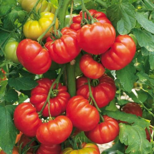 5 zaden tomaat Marmande, Tuin en Terras, Bloembollen en Zaden, Zaad, Voorjaar, Verzenden