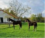 Hengst en jaarling merrie van Pifte vh houtemhof (zuuthoeve), Dieren en Toebehoren, Paarden, Meerdere dieren, Onbeleerd, Gechipt