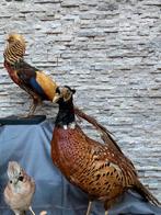 Taxidermie 2 soorten fazanten.