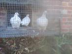 Autosex Texans Pioneer, Animaux & Accessoires, Oiseaux | Pigeons