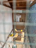 5 kanaries met voliere (ophalen in Hoboken), Dieren en Toebehoren, Vogels | Kanaries