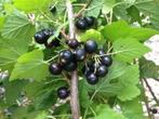 3 plants de cassis pour 10 euros, Ophalen, In pot