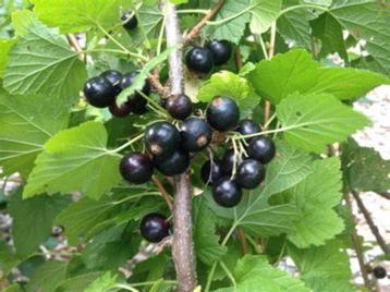 3 plants de cassis pour 10 euros, Ophalen, In pot