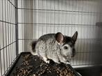 Chinchilla’s zoeken een nieuw huisje, Dieren en Toebehoren, Knaagdieren, Chinchilla, Juni, Meerdere dieren, Tam