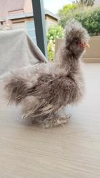USA zijdehoen haantjes 10 weken oud, Dieren en Toebehoren, Mannelijk, Kip