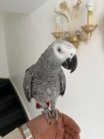 Grijze roodstaart papegaai