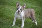 Boston terrier pups, 15 weken tot 1 jaar, Overige rassen, Buitenland, CDV (hondenziekte)