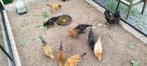 Marans kippen en hanen, jongen van dit voorjaar, Dieren en Toebehoren, Pluimvee, Meerdere dieren, Kip