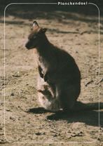 KANGOEROE  MET  JONG  IN  DIERENPARK  PLANCKENDAEL, Verzamelen, Postkaarten | Dieren, Verzenden, Ongelopen, Wild dier
