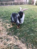 Blauwschimmel geitenbok van 2022, Mâle, Chèvre, 3 à 5 ans