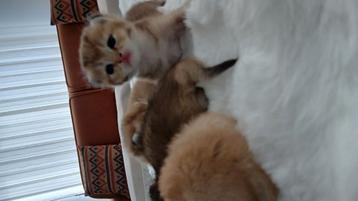 Golden britse korthaar kittens te koop beschikbaar voor biedingen