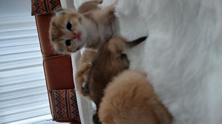 Golden britse korthaar kittens te koop, Dieren en Toebehoren, Katten en Kittens | Raskatten | Korthaar, 0 tot 2 jaar, Met stamboom