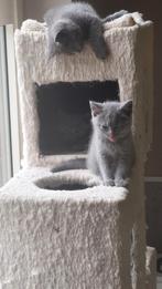 BRITSE KORTHAAR KITTENS MET STAMBOOM, Gechipt, 0 tot 2 jaar