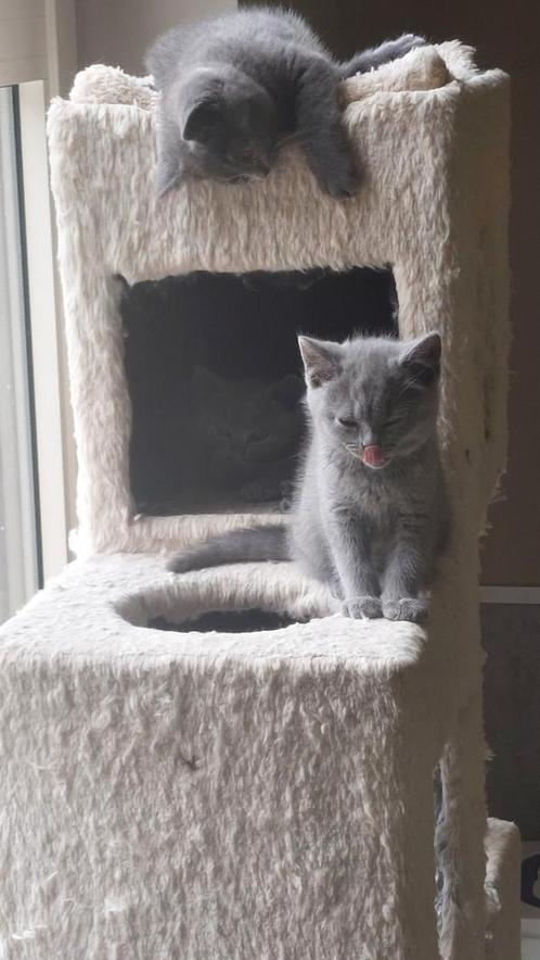 BRITSE KORTHAAR KITTENS MET STAMBOOM, Dieren en Toebehoren, Katten en Kittens | Raskatten | Korthaar, 0 tot 2 jaar, Met stamboom