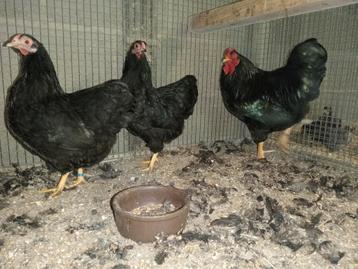 Trio zwarte wyandotte kriel