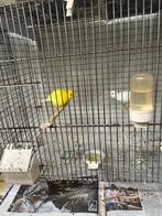 zeer mooie kanarie Fife Fancy, Dieren en Toebehoren, Meerdere dieren, Postuurkanarie