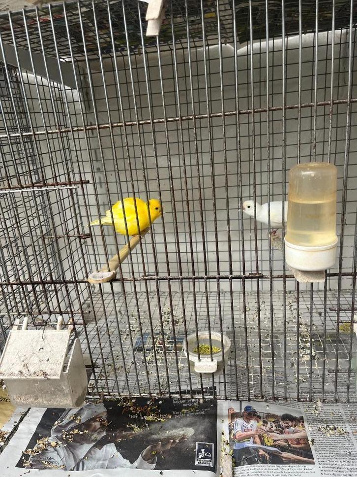 zeer mooie kanarie Fife Fancy, Dieren en Toebehoren, Vogels | Kanaries, Postuurkanarie, Meerdere dieren