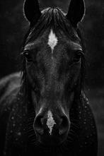 Fumier a donner sur fleurus, Ophalen, Mest