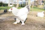 Mooie 1 jarige Brahma haan te koop, Dieren en Toebehoren, Pluimvee, Mannelijk, Kip