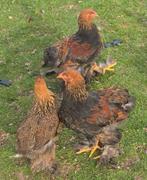 brahma Haantje, sierkip haan, Dieren en Toebehoren, Mannelijk, Kip