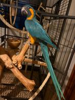 blauwkeel ara supertam, Femelle, Perroquet, Domestique