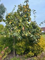 Kweeperen 1€ per kg, Tuin en Terras, Planten | Bomen, Ophalen, Overige soorten
