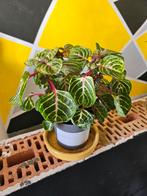 Plantes intérieur, Huis en Inrichting, Kamerplanten, Ophalen