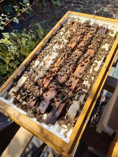 2 Buckfast bijenvolken 6 raams, Dieren en Toebehoren, Insecten en Spinnen, Bijen