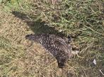 Kip, Dieren en Toebehoren, Pluimvee, Kip