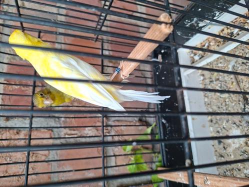 Scotch fancy koppel '23 - '24, Dieren en Toebehoren, Vogels | Kanaries