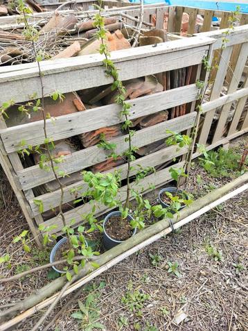 carpinus betulus - haagbeuk 50st - 60cm - pot beschikbaar voor biedingen