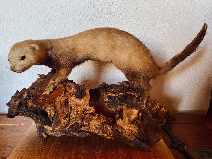 GEVULDE BUNGELKAT: vintage, Verzamelen, Dierenverzamelingen, Gebruikt, Opgezet dier, Overige soorten, Ophalen