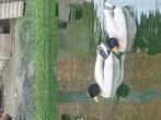 2 mooie Hollandse kwakers., Dieren en Toebehoren, Pluimvee, Mannelijk, Eend