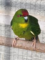 Kakariki (groen-bont), Meerdere dieren, Parkiet