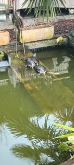 Water schildpadden te koop 5 stuks, Jardin & Terrasse, Étangs, Enlèvement