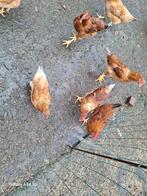 Jonge hanen, Dieren en Toebehoren, Pluimvee
