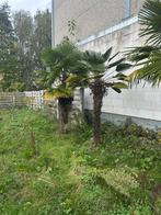 4 palmbomen te koop, Tuin en Terras, Ophalen