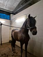 Professioneel scheren van paarden en pony's, Dieren en Toebehoren, Ophalen of Verzenden