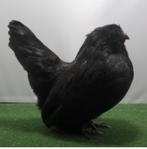 GEZOCHT: Ukkelse baardkriel hen zwart, Dieren en Toebehoren, Vrouwelijk, Kip