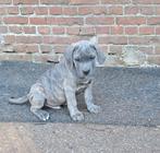 Cane corso pups, Dieren en Toebehoren, Honden | Bulldogs, Pinschers en Molossers, België, Fokker | Hobbymatig, CDV (hondenziekte)