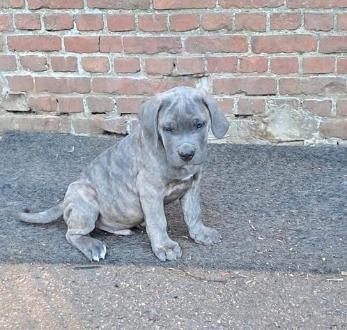 Cane corso pups, Dieren en Toebehoren, Honden | Bulldogs, Pinschers en Molossers, Meerdere dieren, Bulldog, Fokker | Hobbymatig