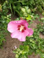Hibiscus Syriacus, Ophalen, Halfschaduw