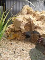 Te koop, Dieren en Toebehoren, Vissen | Aquariumvissen, Vis, Zoetwatervis