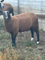 Schapen, Vrouwelijk, Schaap, 0 tot 2 jaar