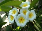 Plumeria rubra tonda palermitana, Overige soorten, Volle zon, Vaste plant, Ophalen of Verzenden