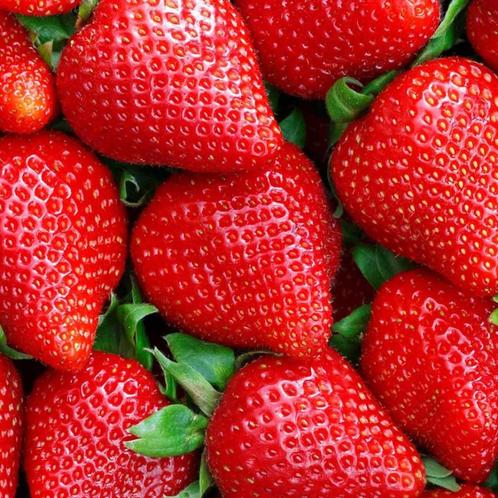 Aardbeien- en/of frambozenplanten, Tuin en Terras, Planten | Tuinplanten, Kruiden, Ophalen