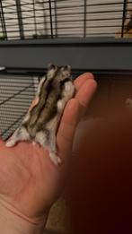 Russische dwerghamsters man en vrouw, Hamster, Meerdere dieren, Tam, Oktober